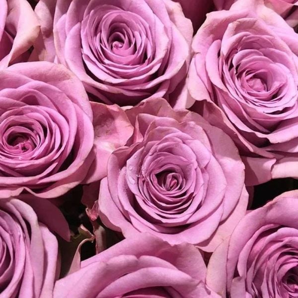 Purple Roses – Mystery and Charm