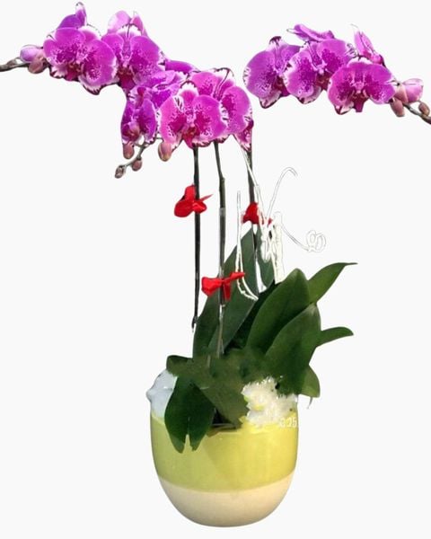 Lan Hồ Điệp: Chậu Hoa Lan Hồ Điệp Tím Đột Biến - LHĐ55