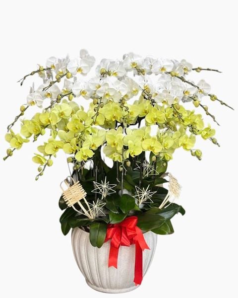 Lan Hồ Điệp: Chậu Lan Hồ Điệp Qúy Phái - LHĐ212