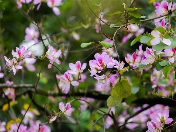 Hoa ban phủ tím góc công viên Hà Nội đẹp ngỡ ngàng tưởng như đang ở trời Âu.
