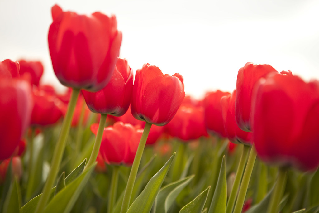 Keukenhof 2026 khép lại mùa hoa rực rỡ: 7 triệu củ tulip và sức hút bất tận của khu vườn xuân đẹp nhất châu Âu