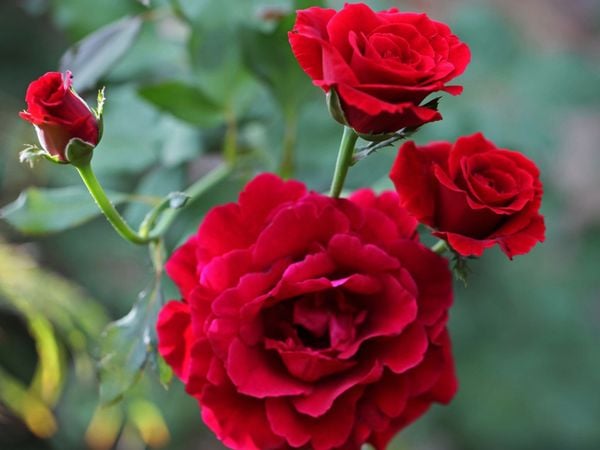 Red Roses
