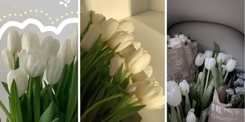 Hình nền điện thoại hoa tulip trắng