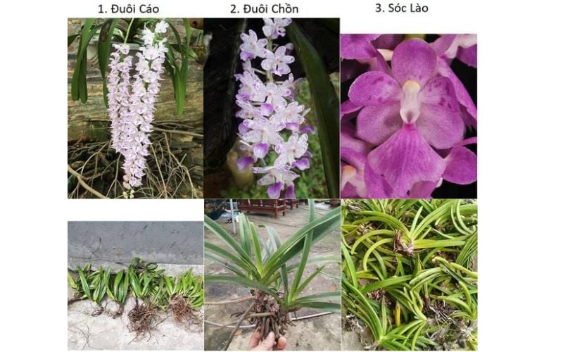 So sánh đặc điểm hoa của Lan Đuôi Cáo, Lan Đuôi Chồn và Lan Sóc Lào