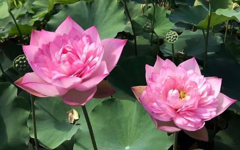 Hoa sen có thể trồng từ hạt