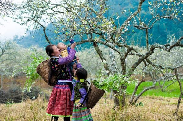 Hoa ban Tây Bắc nhuộm màu đẹp đẽ cả một bầu trời Điện Biên.