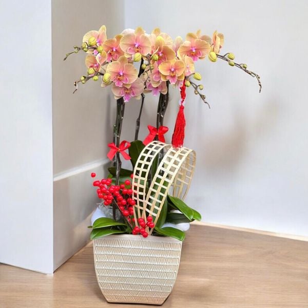 Lan Hồ Điệp: Chậu Hoa Lan Hồ Điệp 5 Cành Vàng Tím - LHĐ112