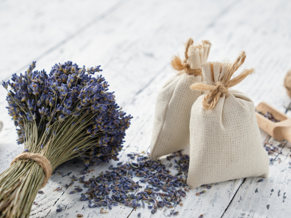 Hoa khô lavender