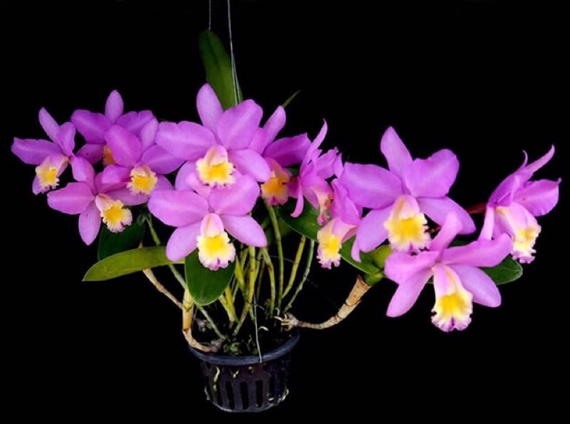 Lan cát rừng dễ thuần dễ sống, có thể trồng chậu hoặc buộc trực tiếp vào gỗ
