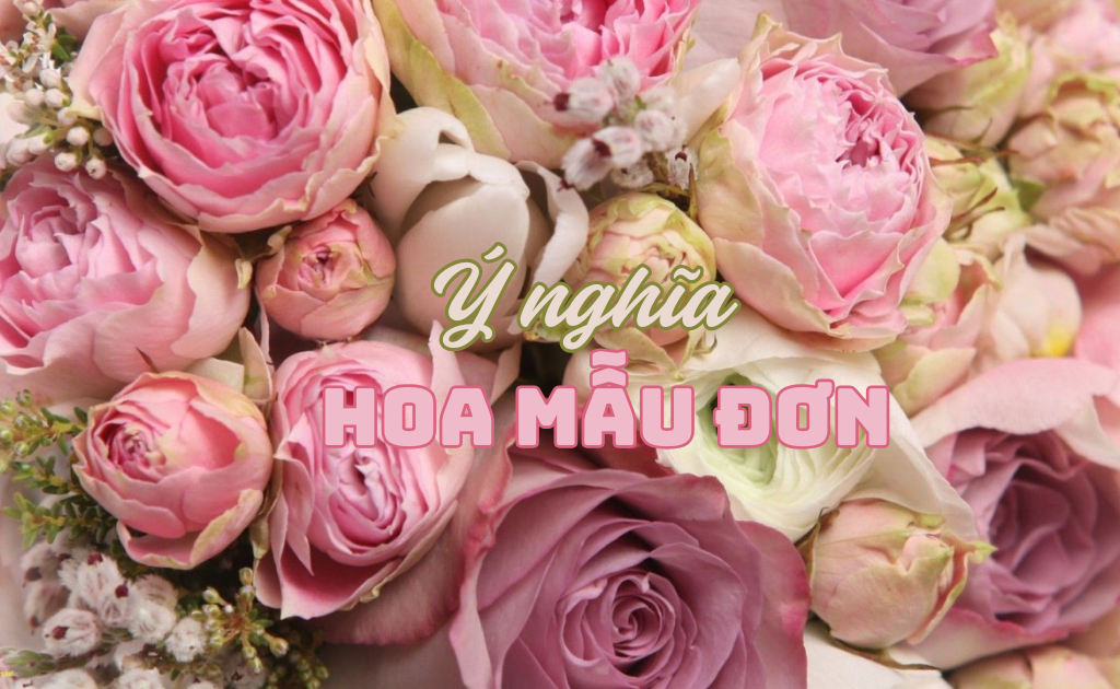 Mẫu đơn (Peony thân thảo) — Paeonia lactiflora