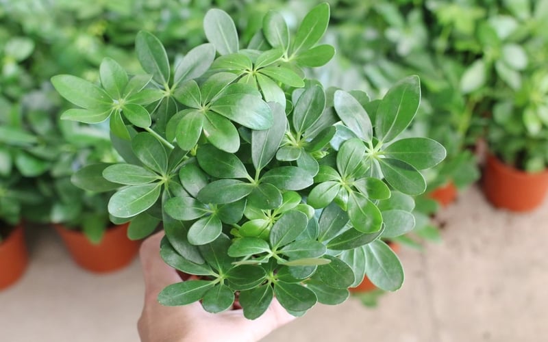 Trồng cây ngũ gia bì được cho là sẽ mang lại sự thuận lợi và phát triển trong công việc