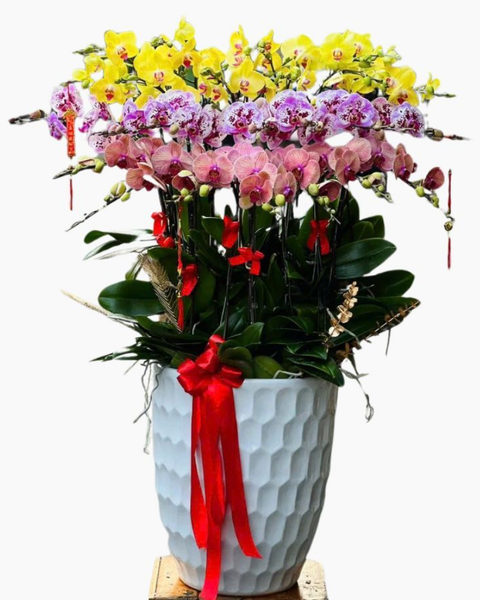 Lan Hồ Điệp 5 Cành