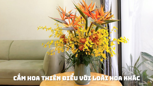 hoa thiên điểu