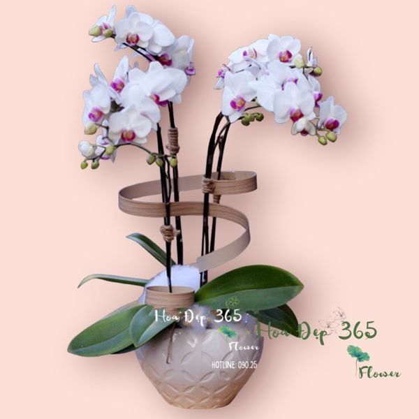 Hoa Tết - Phalaenopsis Orchids