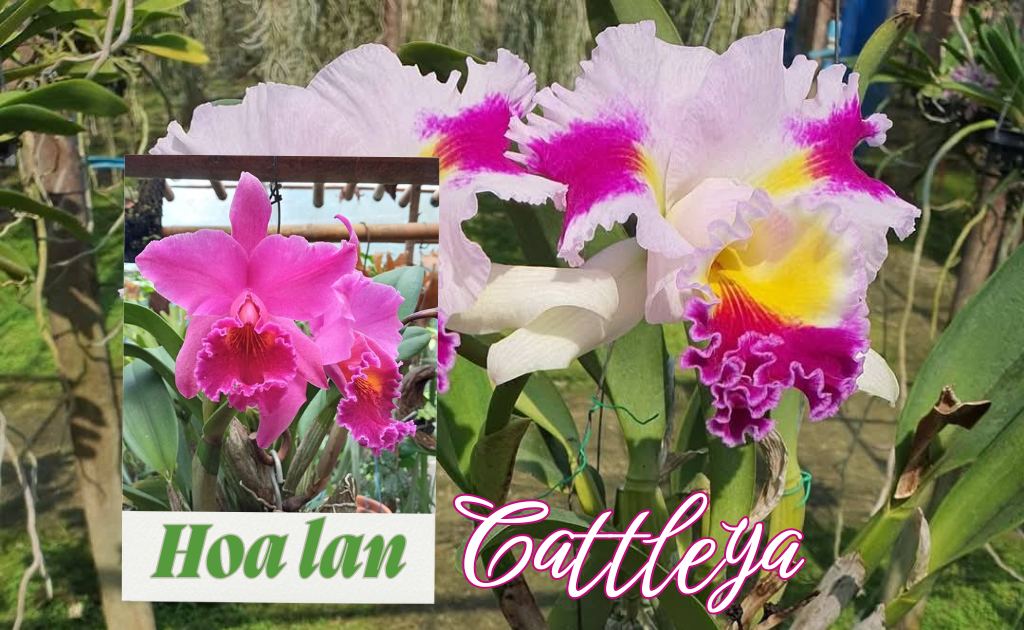 Hoa Lan Cattleya- Phân loại, cách trồng, chăm sóc đúng kỹ thuật nhất