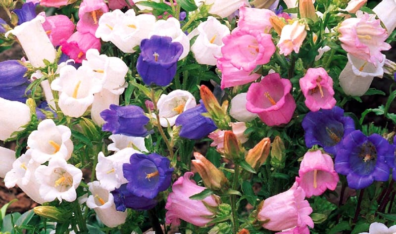 Đặc điểm, nguồn gốc và tên gọi khoa học của Hoa Chuông (Campanulaceae)
