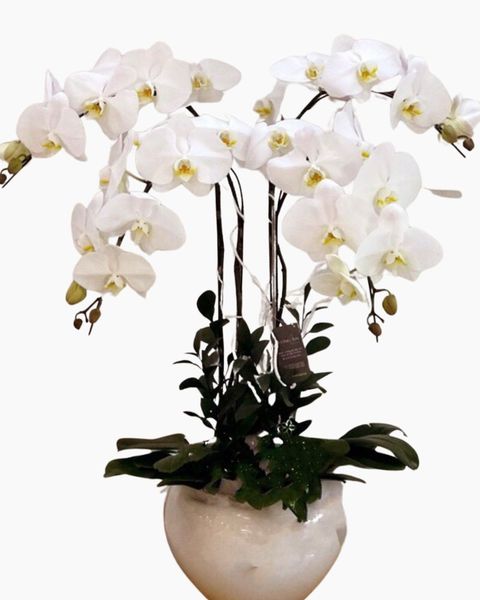 Lan Hồ Điệp: Chậu Hoa Lan Hồ Điệp Trắng Let's Celebrate - LHĐ17