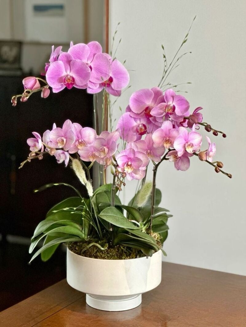 Phalaenopsis Orchids màu hồng phấn tượng trưng cho niềm vui và những khởi đầu tích cực