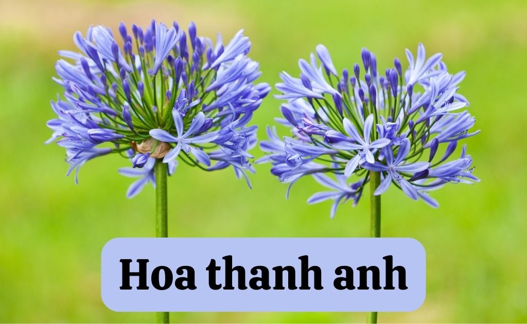 Thanh anh (Lan huệ xanh, Agapanthus) — Agapanthus africanus