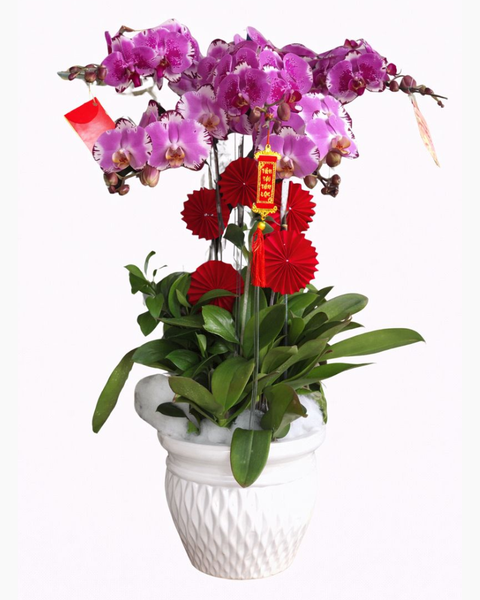 Lan Hồ Điệp: Chậu Hoa Lan Hồ Điệp Hồng - LHĐ102