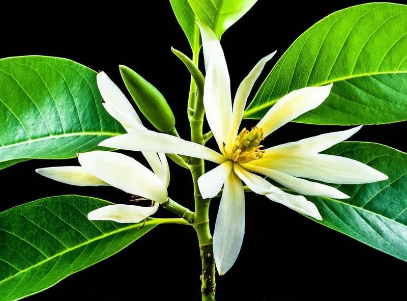 Kỹ thuật trồng và chăm sóc cây hoa ngọc lan cho hoa đẹp và hương thơm ngát