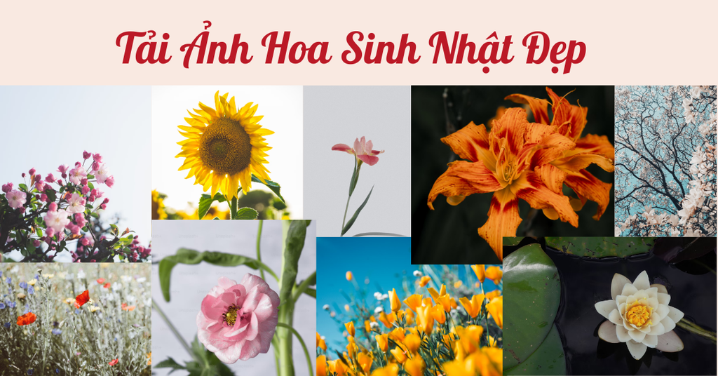 Tải Ảnh Hoa Sinh Nhật Đẹp 2026 Miễn Phí Kèm Lời Chúc Ý Nghĩa
