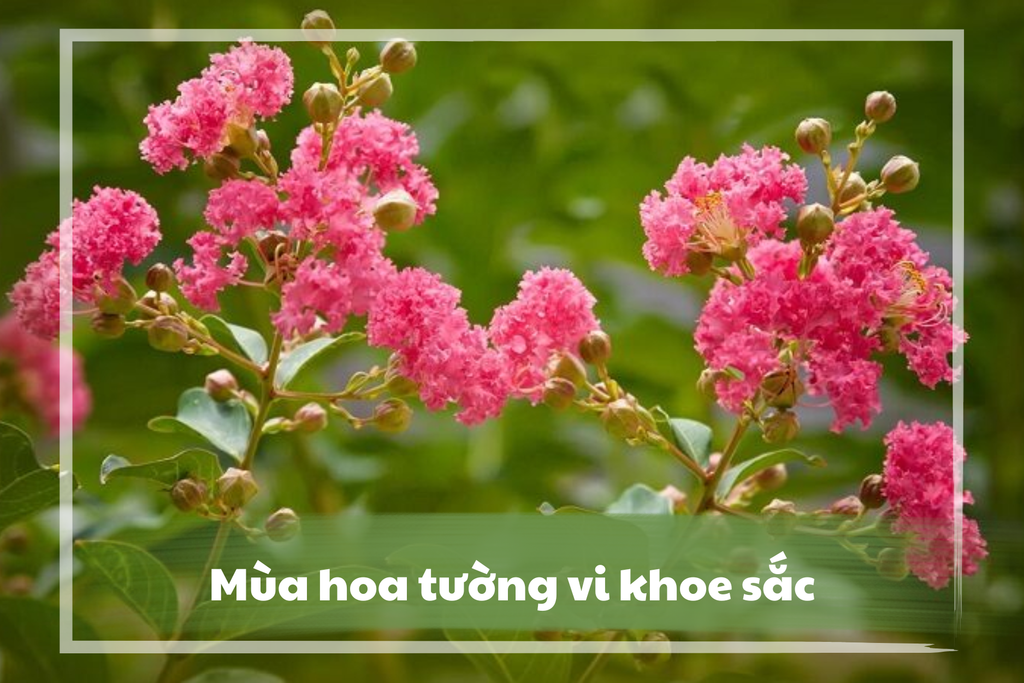 Hoa Tường Vi: Ý Nghĩa, Cách Trồng Và STT Về Hoa Tường Vi Mới 2026