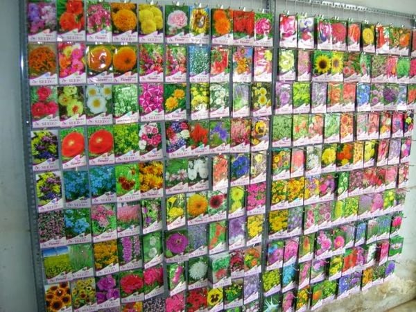 Hạt giống cúc calimero