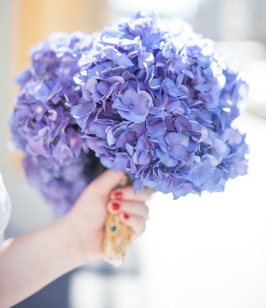 Hoa Cẩm Tú Cầu