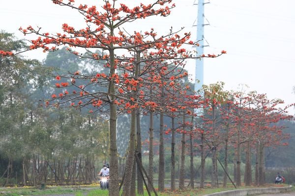 Hoa gạo đỏ có vẻ ngoài trông như một chiếc đèn bàn của thiên nhiên