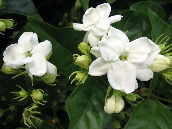 Đặc điểm của cây hoa nhài
