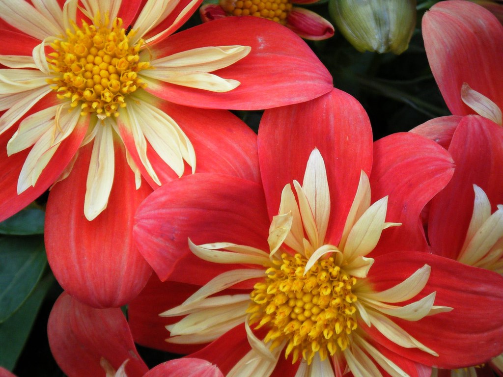 Hành trình của dahlia qua 100 năm