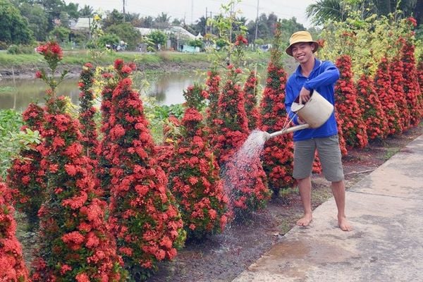 Nên tăng tần suất tưới cho cây khi cây hoa trang trưởng thành