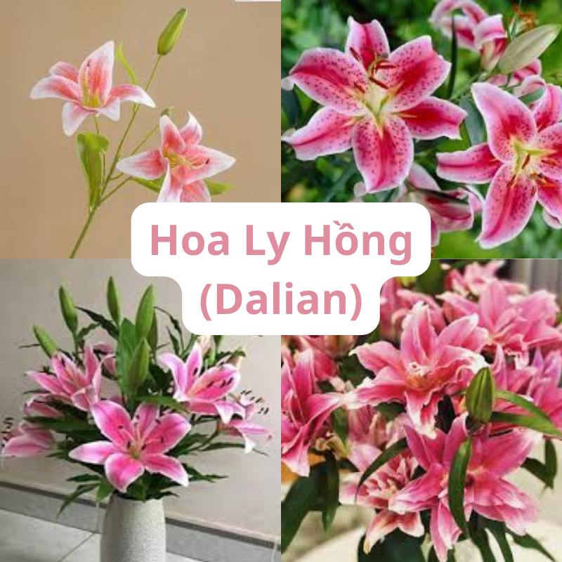 Hoa Ly Hồng (Dalian) Mang Ý Nghĩa Gì? Đặc Điểm & Cách Trồng Tại Nhà