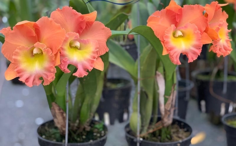 Hoa Lan Cattleya cam rực rỡ tượng trưng cho sự nhiệt tình, lòng hăng hái, sự táo bạo và niềm tự hào không che giấu
