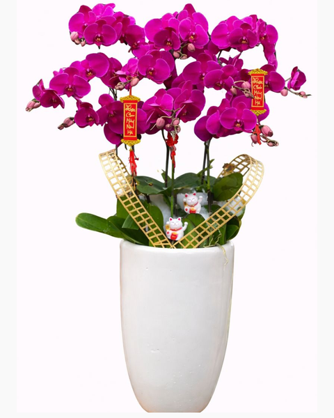 Lan Hồ Điệp: Chậu Hoa Lan Hồ Điệp Tím - LHĐ95