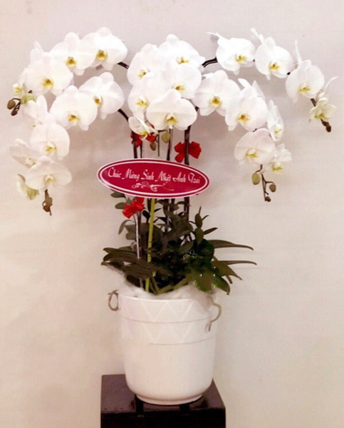 Lan Hồ Điệp: Chậu Hoa Lan Hồ Điệp Trắng - LHĐ20