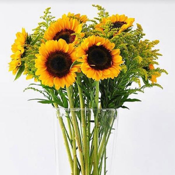  Hoa Hướng Dương - Hoa Cắt Cành 