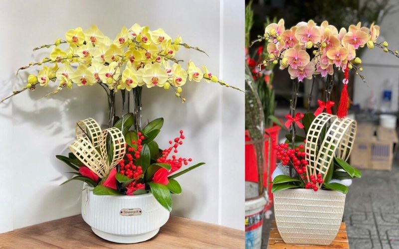 Lan Hồ Điệp mang nhiều ý nghĩa tốt đẹp như sự giàu có, thịnh vượng, may mắn, tình yêu và vẻ đẹp hoàn hảo.