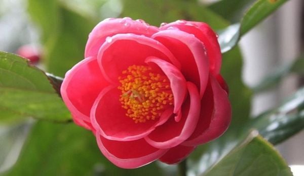 Hoa Hải Đường