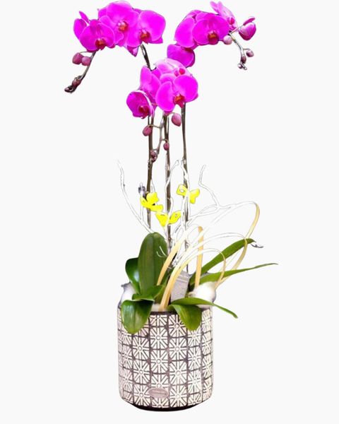 Lan Hồ Điệp: Chậu Hoa Lan Hồ Điệp Tím Rạng Rỡ - LHĐ10