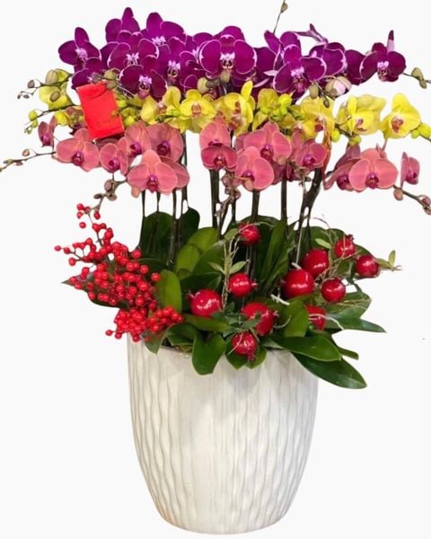Lan Hồ Điệp: Chậu Hoa Lan Hồ Điệp 16 Cành Mix Màu - LHĐ113
