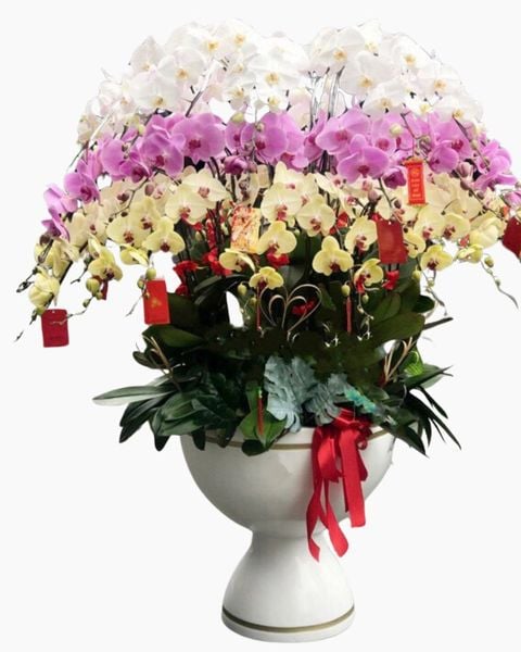 Lan Hồ Điệp: Chậu Hoa Lan Hồ Điệp Xoay Tròn - LHĐ74