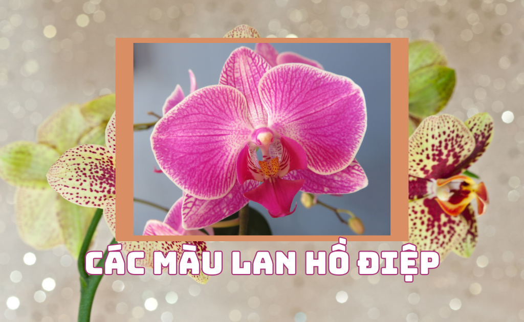 Các màu lan hồ điệp phổ biến: Bảng màu chi tiết, cách nhận biết nhanh nhất