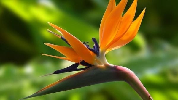 Hình ảnh hoa thiên điểu như cánh chim đang dang rộng