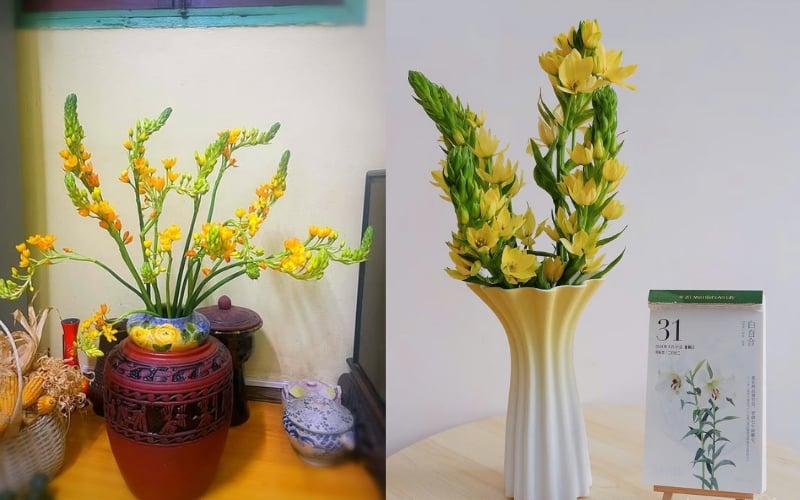 Hoa thiên nga mắt ngọc được yêu thích trong trang trí nhà cửa