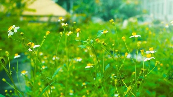 Hoa xuyến chi có thể ăn được