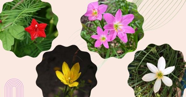 Các màu sắc của hoa tóc tiên
