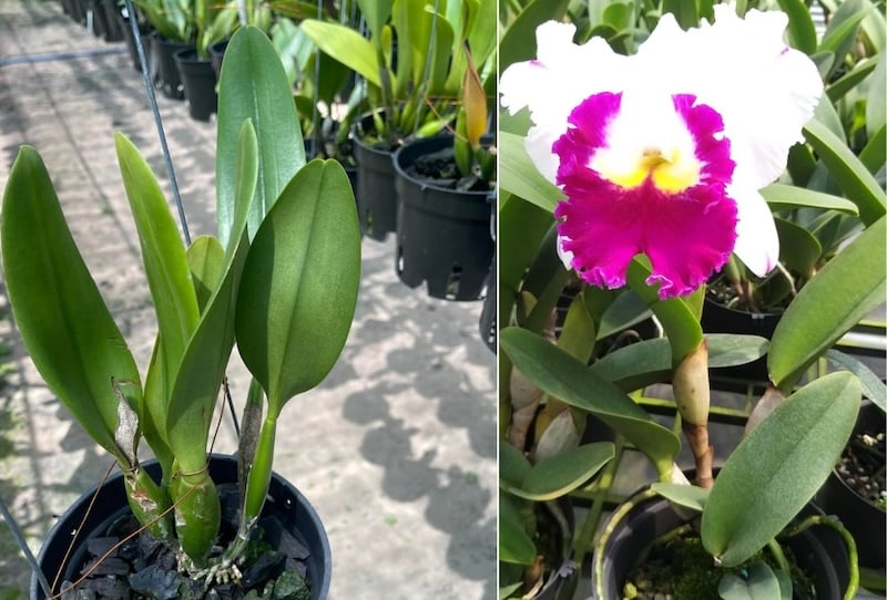 Chọn cây non có lá to, khỏe, không bệnh