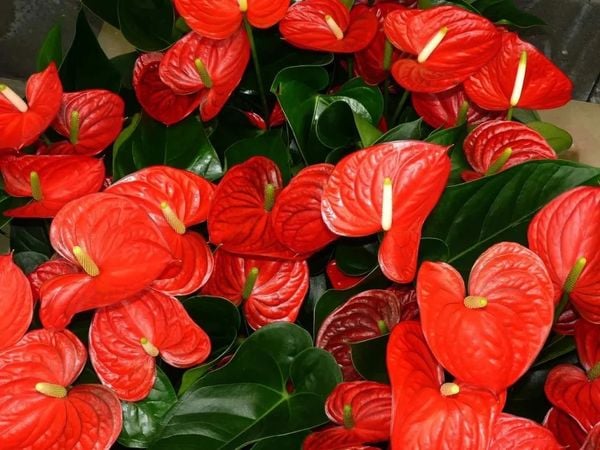 Cây hồng môn đỏ thường mang rất nhiều ý nghĩa phong thủy đặc trưng